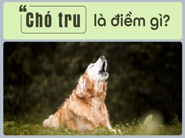 Vì sao chó hú ban đêm?