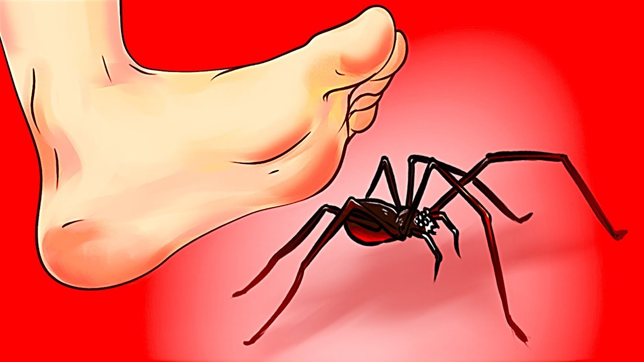 Gặp Con Nhền Nhện Là Điềm Báo Gì? Hên Hay Là Xui?