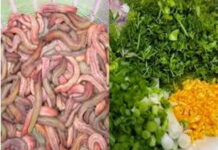 Cách nấu món rươi ngon đúng chuẩn giữ chọn hương vị Quê