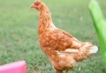 Con gà mái số mấy