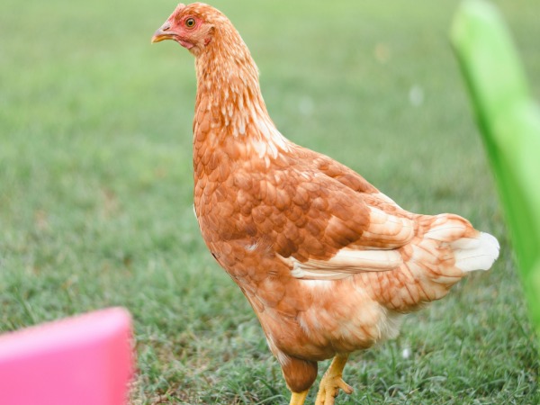 Ý nghĩa hình ảnh gà mái trong dân gian