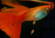 Sự thật nằm mơ thấy cá đẻ con là điềm gì, hên hay xui?