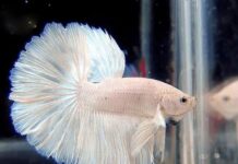 Nằm mơ thấy cá Trắng điềm báo may mắn thuận lợi hay cảnh báo