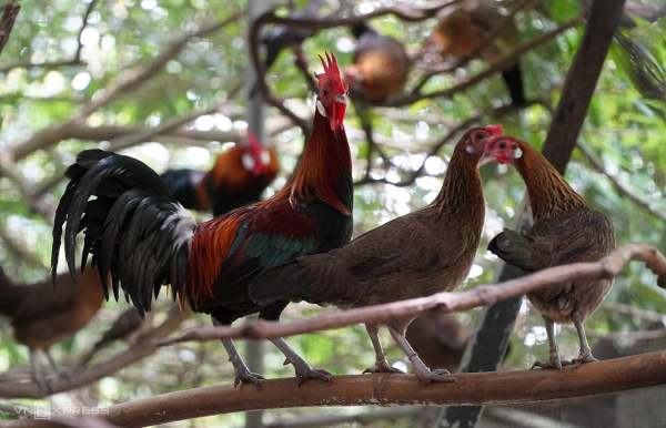 Nằm mơ thấy gà rừng là điềm gì: Lộc hay họa sắp tới?