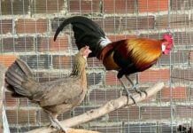 Chiêm bao thấy bắt được gà rừng