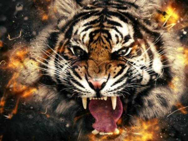 Con số may mắn ngày 11/4/2026 tuổi Dần đổi vận phát tài